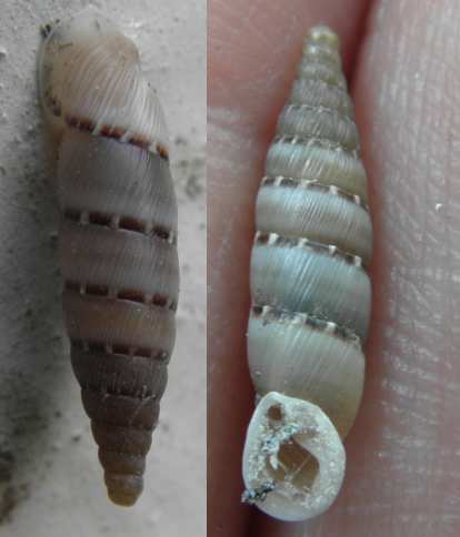 Gastropoda a identificare